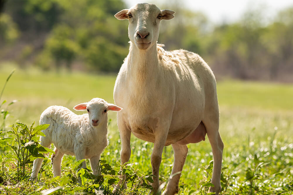 A ewe and her lamb in pasture