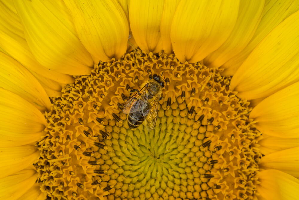 Bee on a sunflower