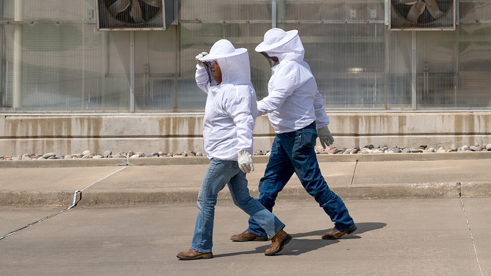 beekeeping mentor