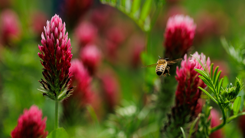 bee in field