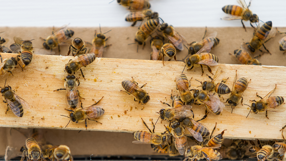 bee swarm