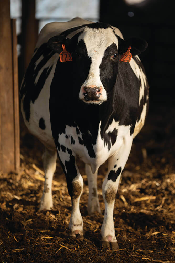 Black and white Holstein cow in barn