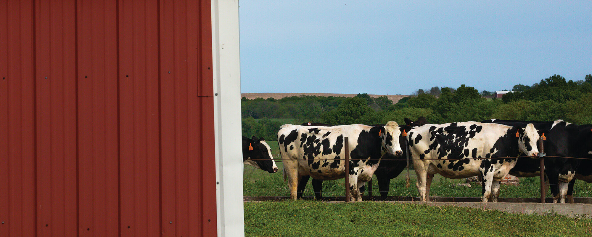 Black and White Holstein cows stand by fence behind red barn