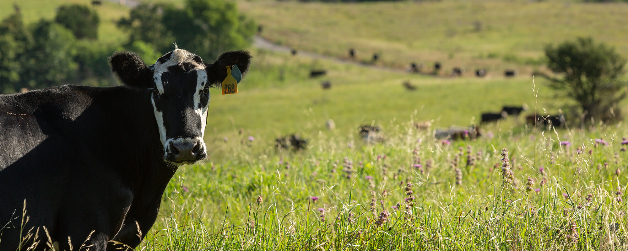 Black cow with white face standing in pasture