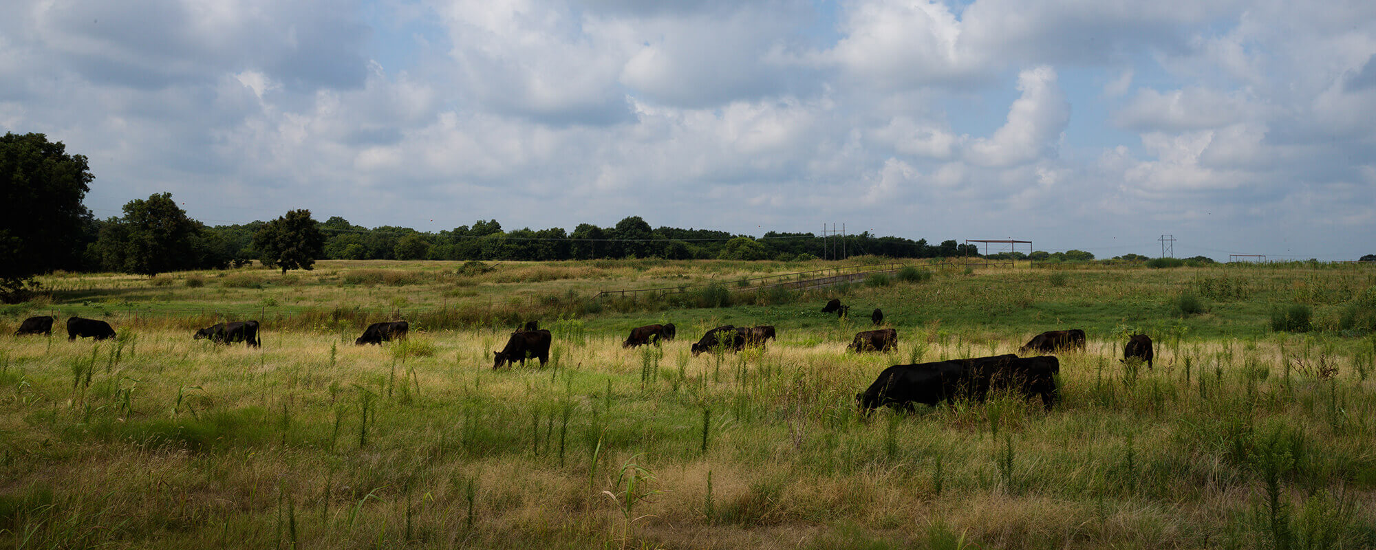 Cattle Grazing Cover Crops