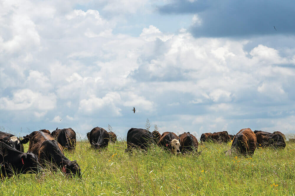 Cattle grazing in open pasture with birds flying overhead