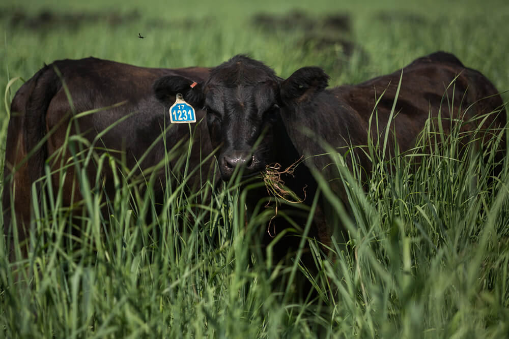 Cattle mob grazing tall forage