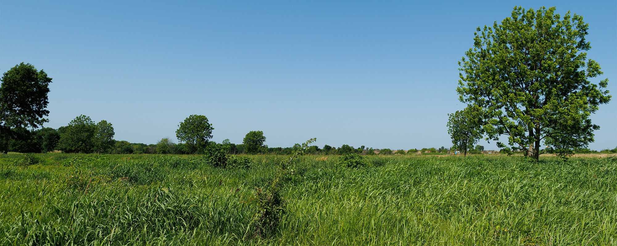 A diversity of leaf types on different species of grasses, forbs and woody plants converting sunlight into plant tissues and compounds through photosynthesis at the Noble Research Institute Coffey Ranch during mid-spring. This is an early step in the energy flow.