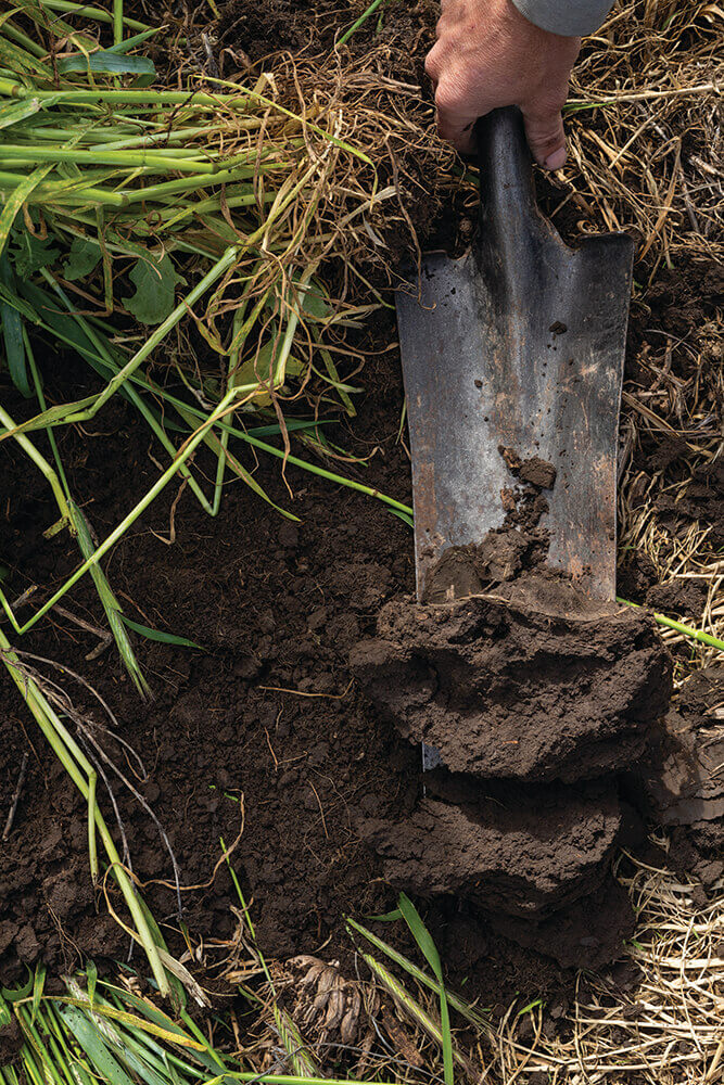 Digging up dirt from a field with a shovel