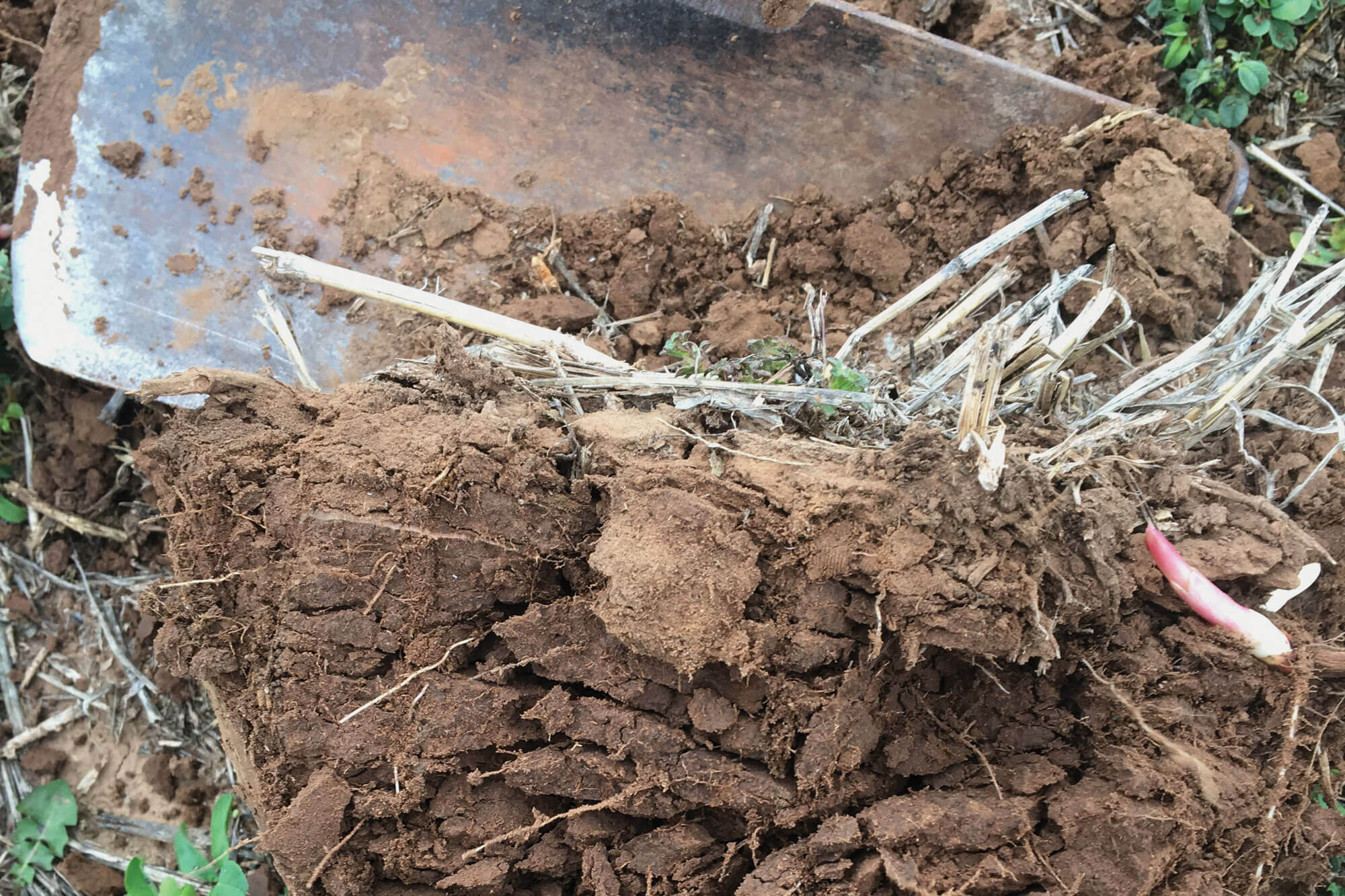 A shovel being used to dig up soil to examine structure