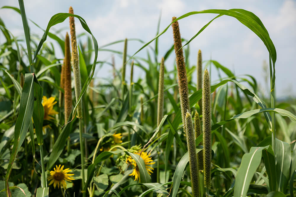 Diverse group of plants in a field