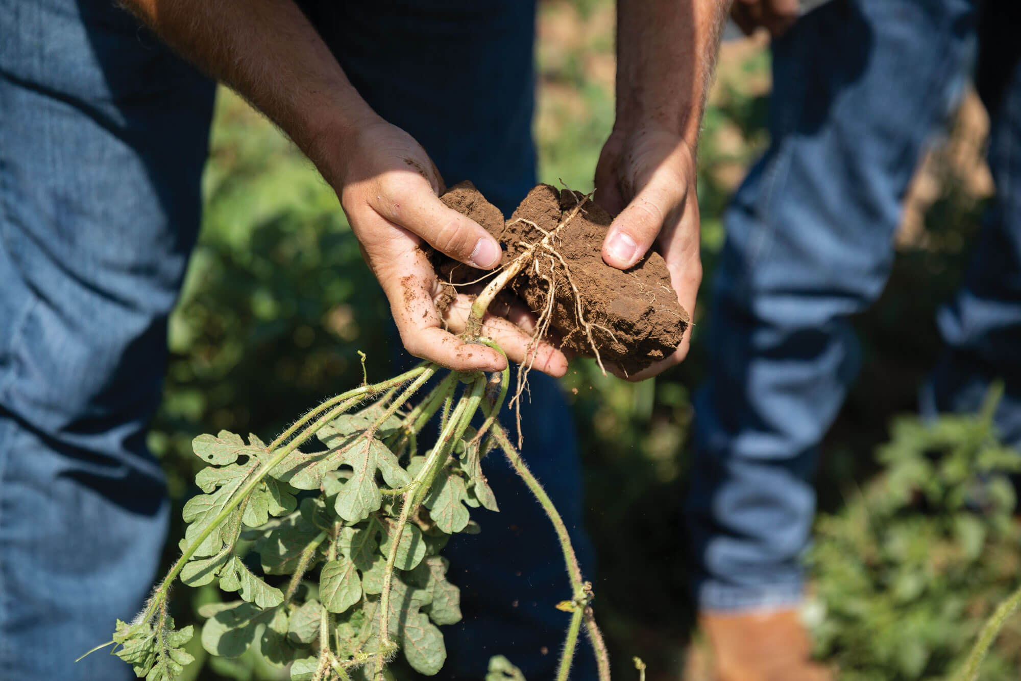 Rancher examines a clump of soil containing the roots of a living plant to check for rooting resistance