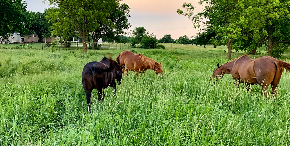 horses grazing in field