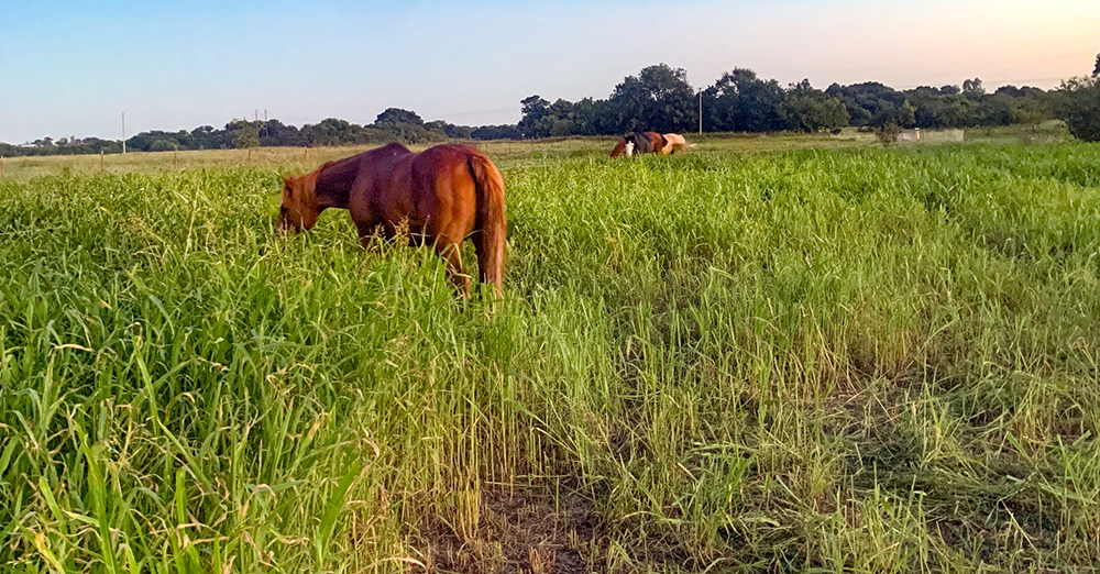 horses grazing in field