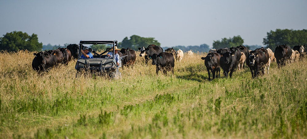 ranchers moving cattle to fresh grass