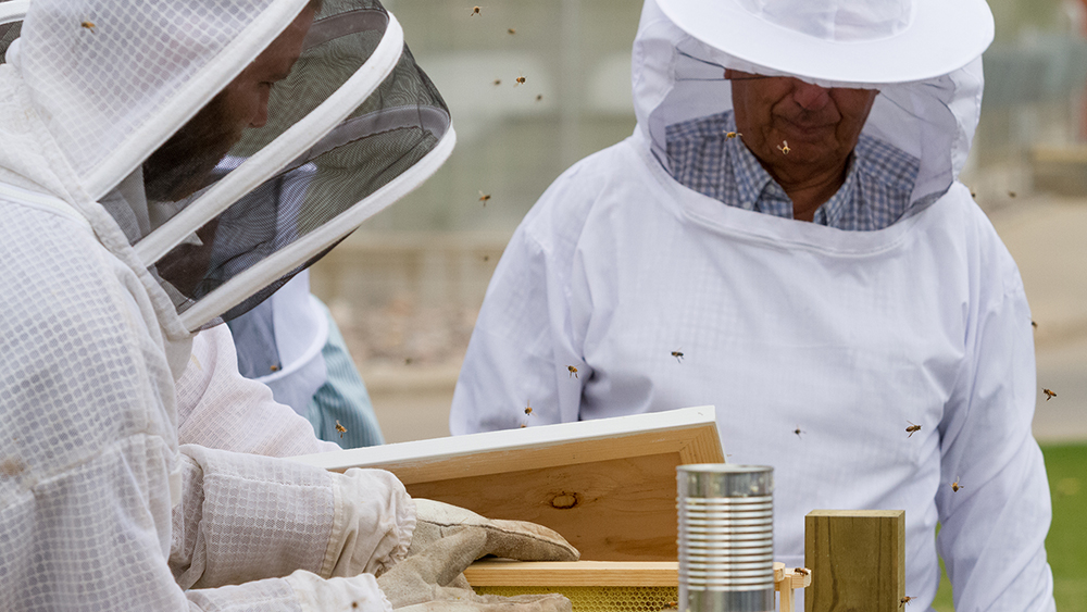 beekeepers safety gear