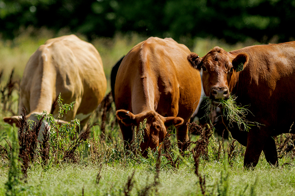 Noble Grazing Essentials