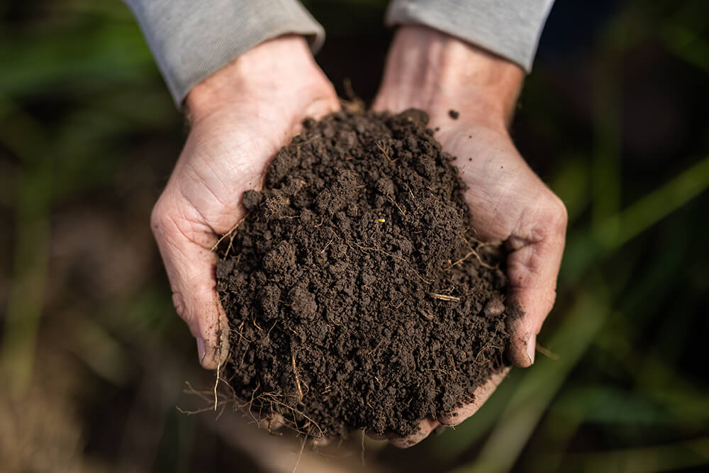 Hands holding healthy soil