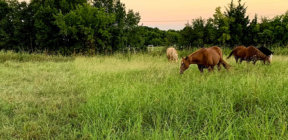 horses grazing in field