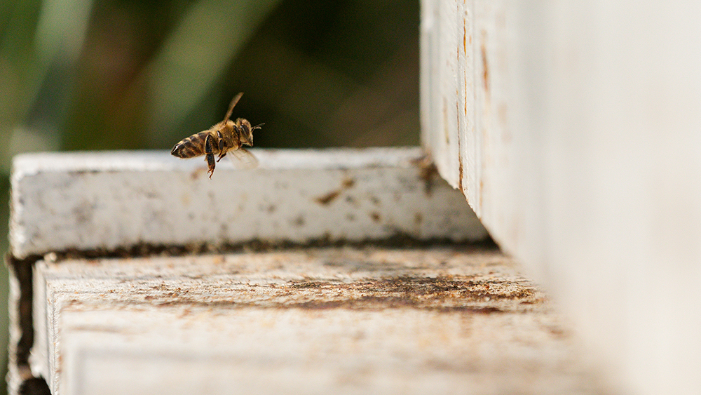 bee near hive box