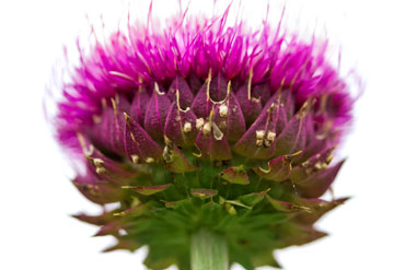 Pink flowering Thistle