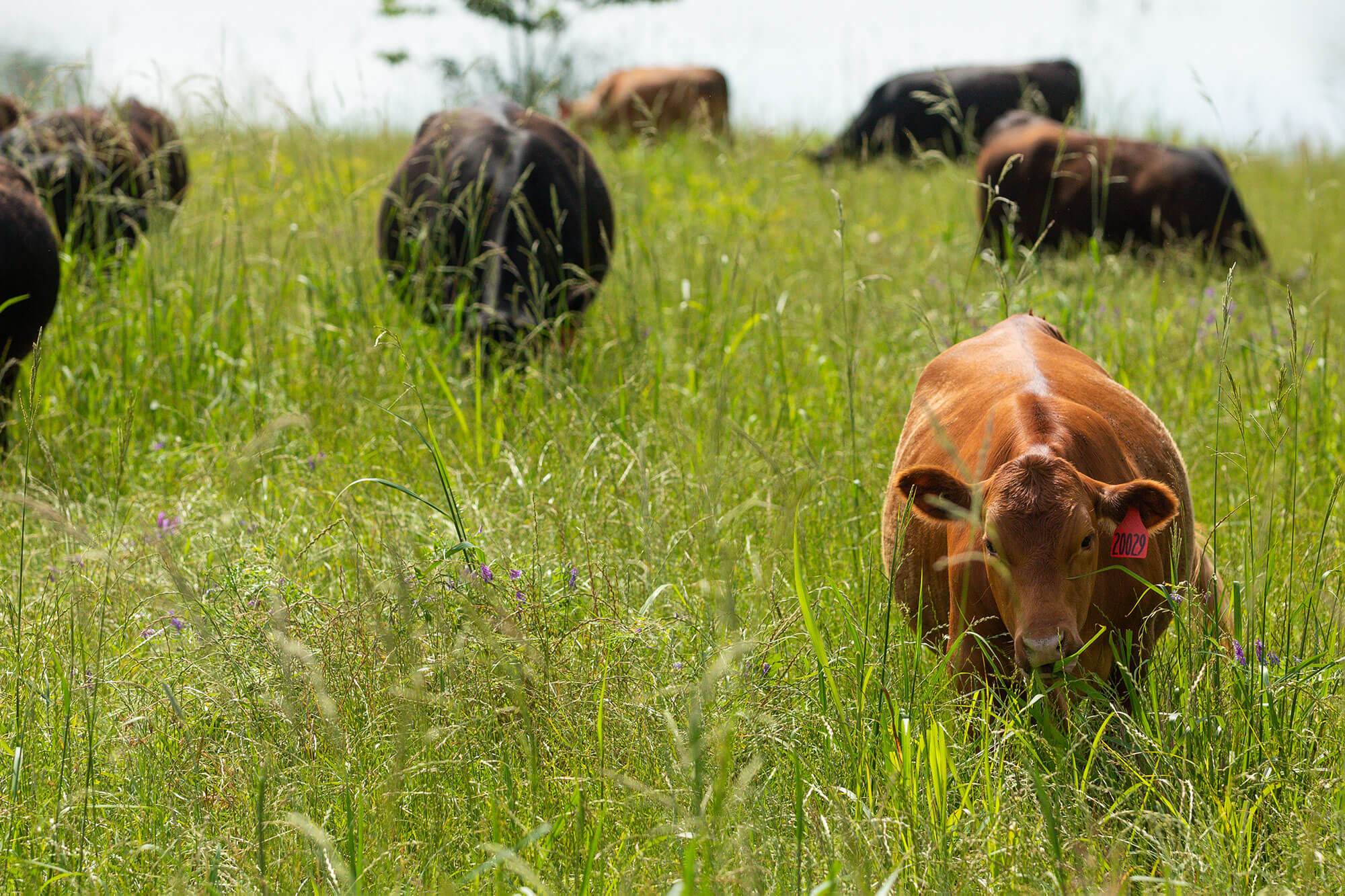 Heard of cattle grazing