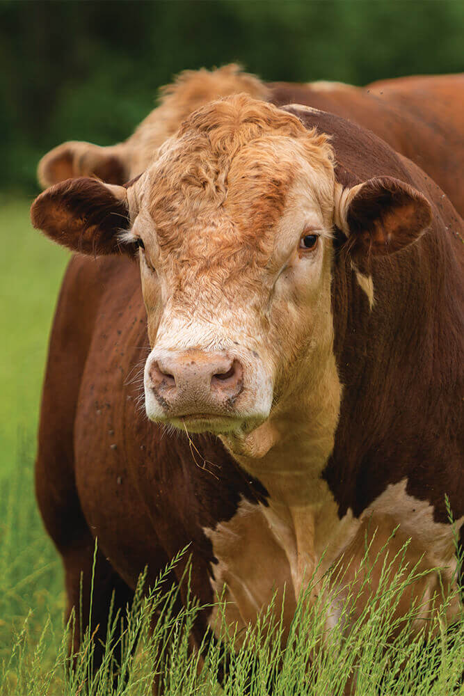 Hereford cattle