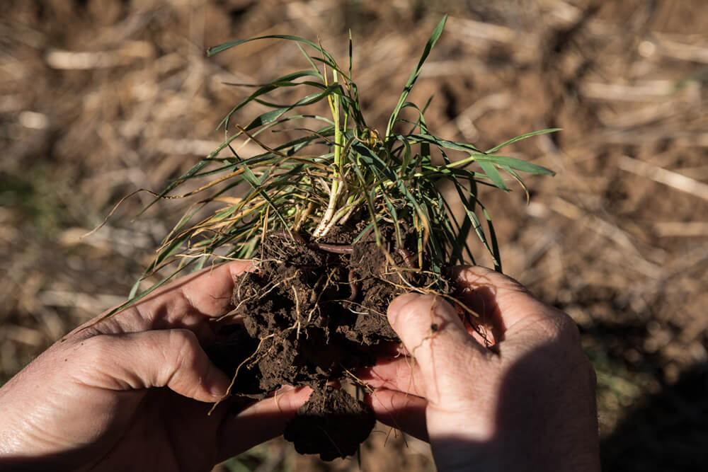 Rancher holds a clump of grass and soil containing earthworms and healthy roots