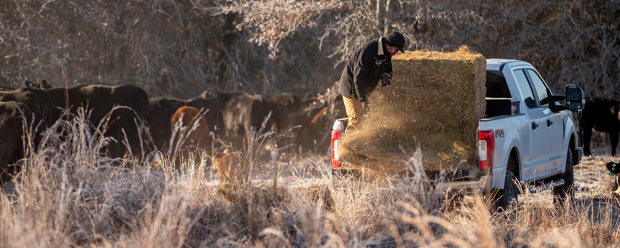 How To Use Bale Grazing and Other Hay-Feeding Strategies To Build Soil Health and Improve Forage Production on Your Regenerative Ranch