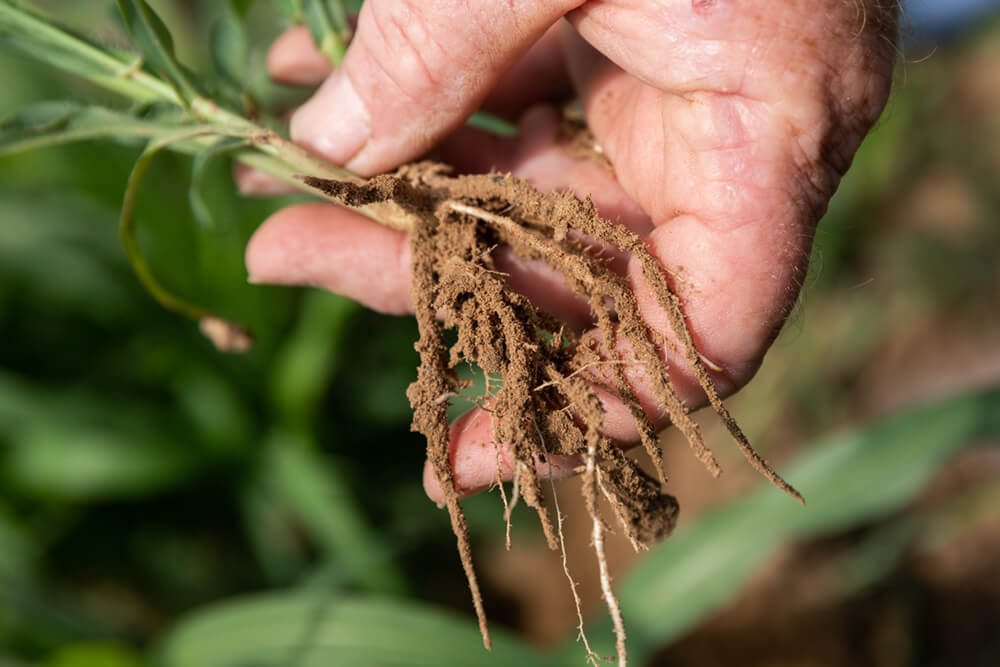 Hand holding plant roots taken from healthy soil