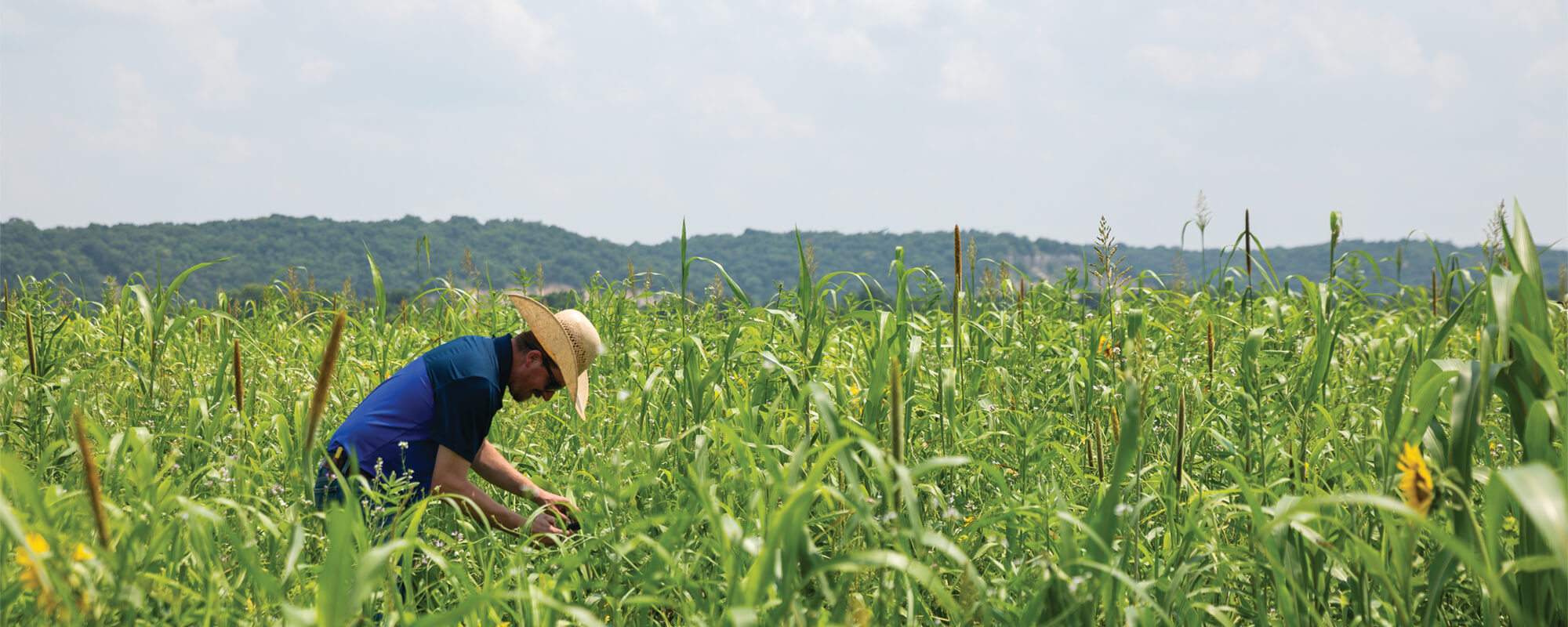 Joe Pokay monitors cover crop mixture in pasture.