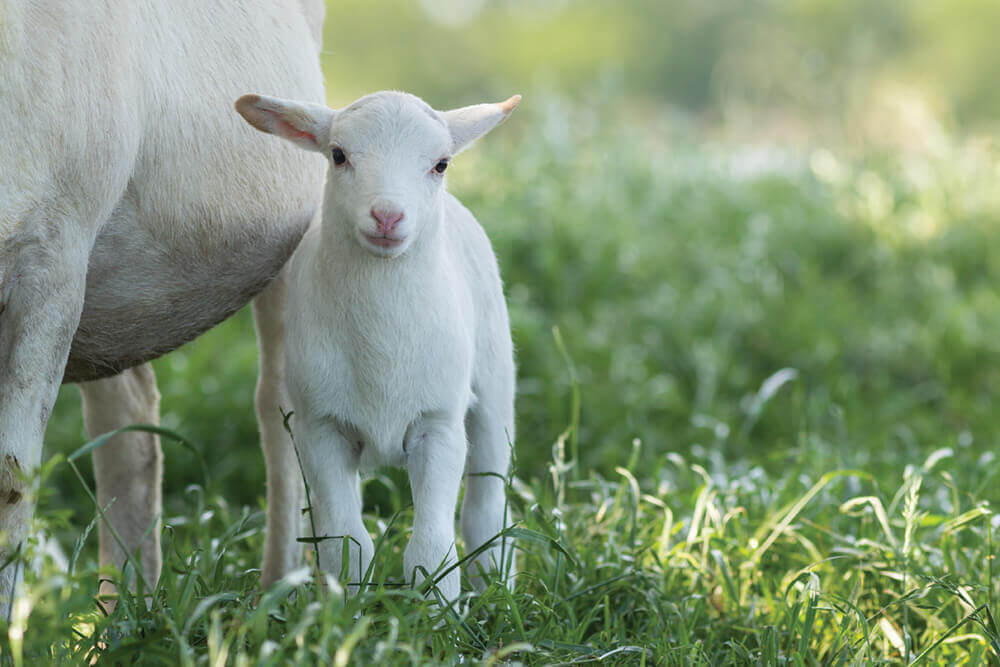 Lamb with Ewe sheep