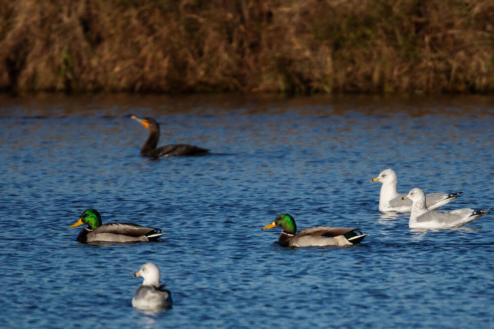 Mallards and seagulls on pond