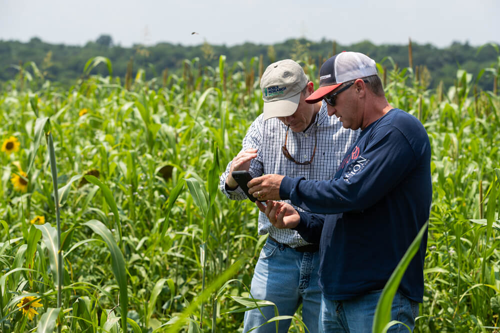 Noble consultants look at phone in a cover crop pasture.