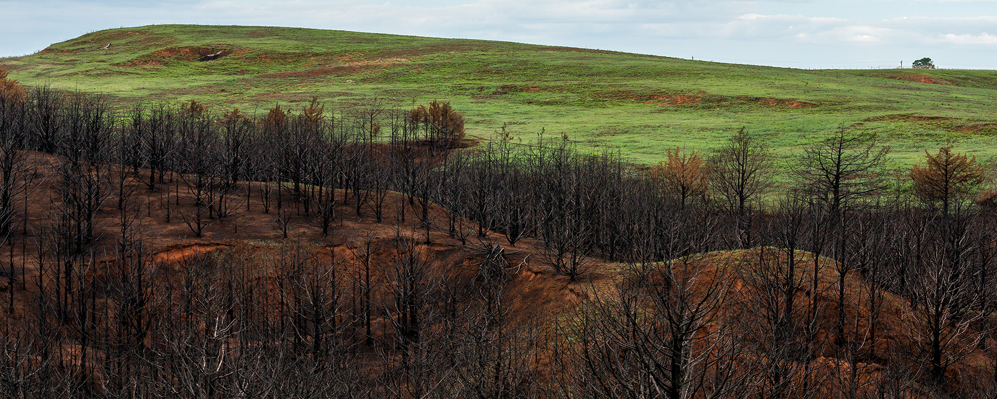 How to Help Your Ranch and Pastures Recover After a Wildfire