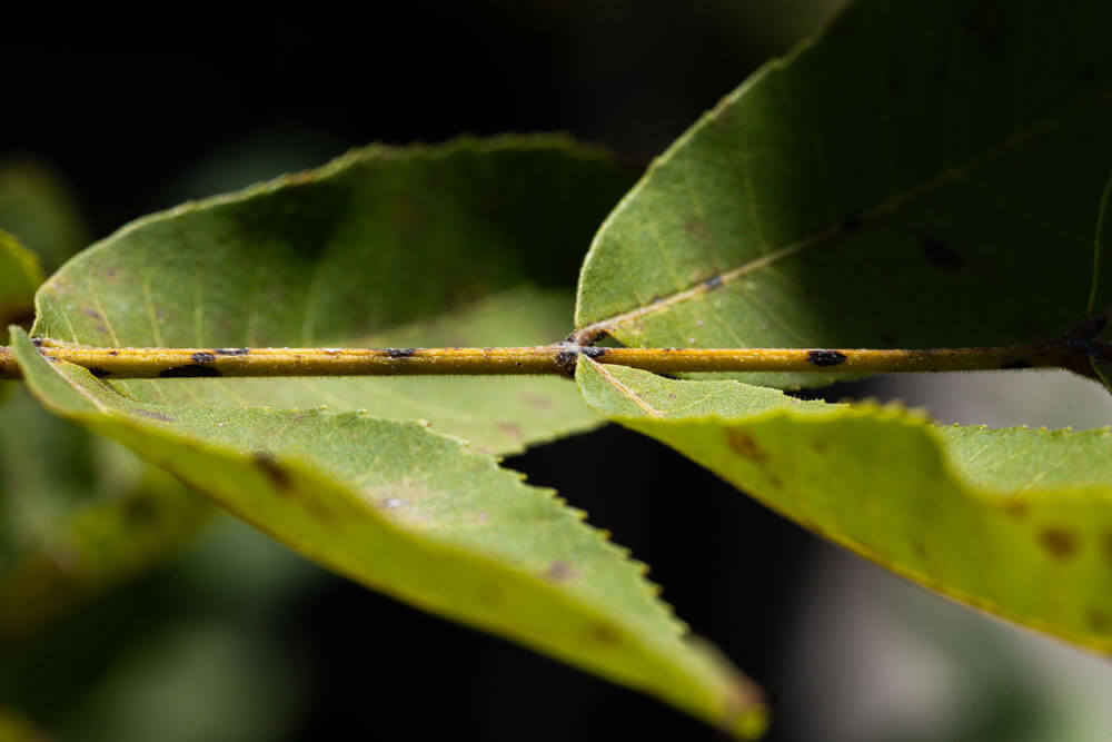 Pecan leaves with scab