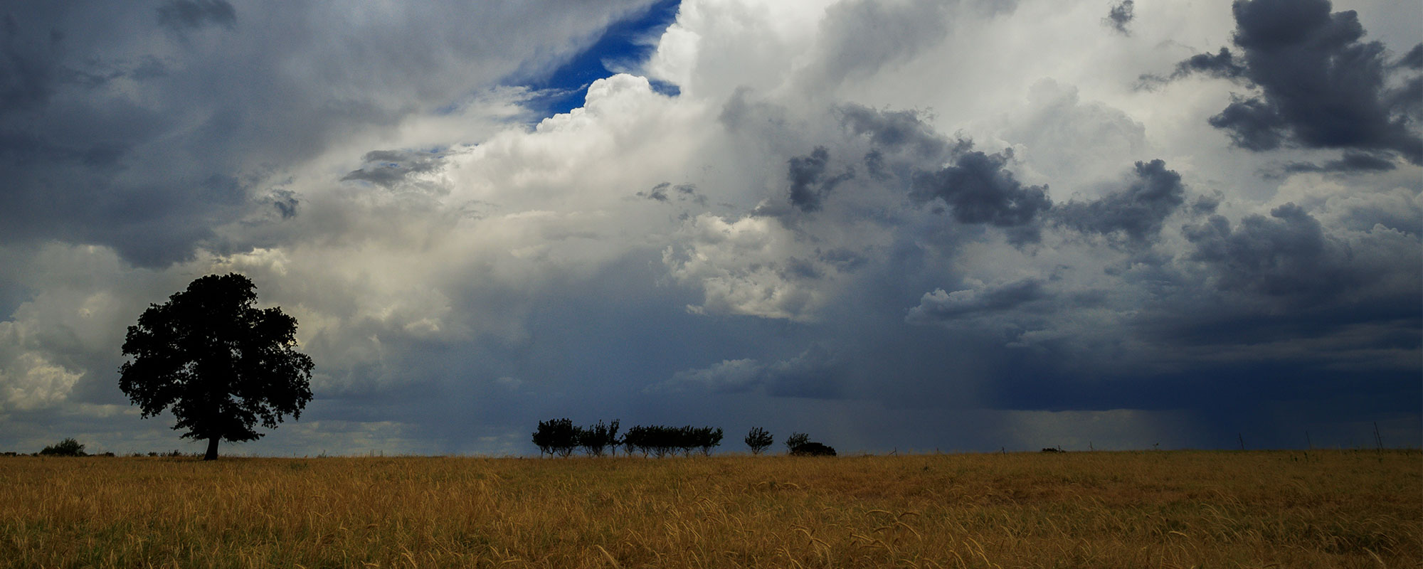 Rainstorm in the distance over a pasture with trees