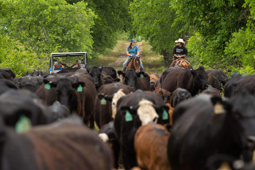 Ranch team on cattle drive