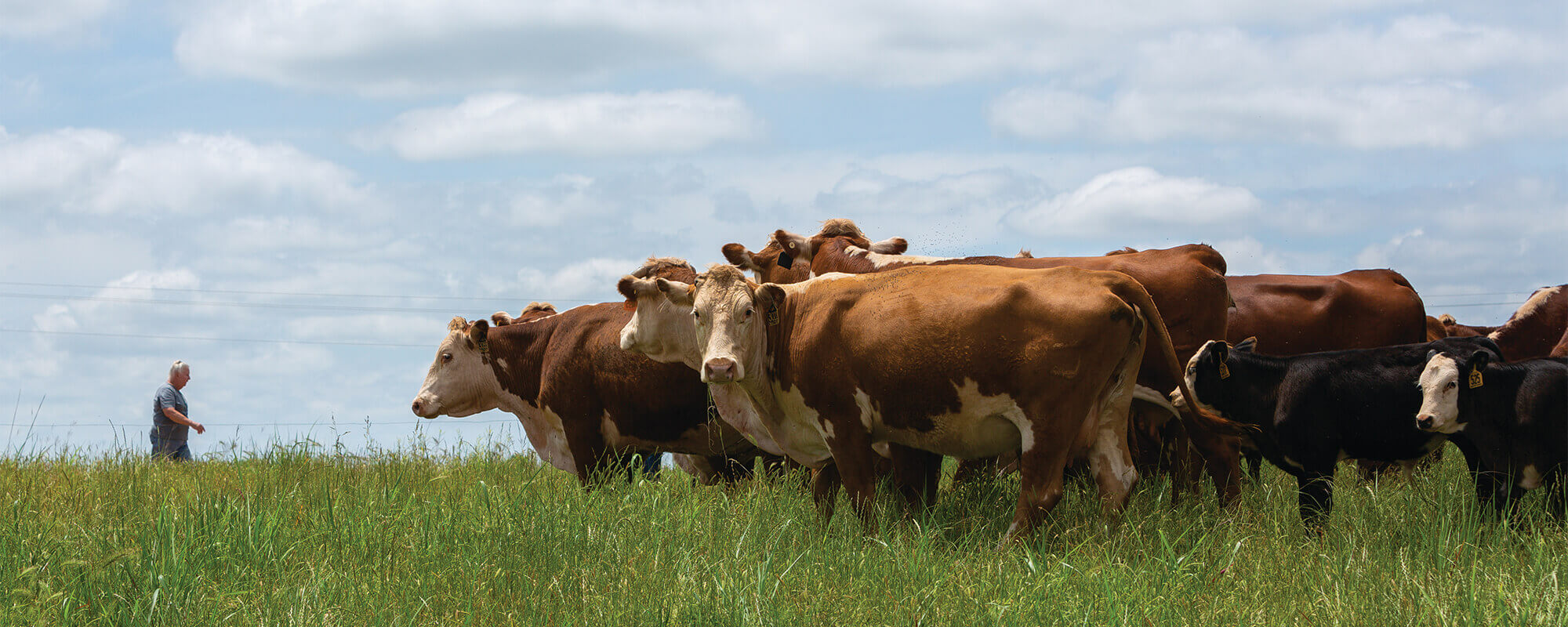 Cattle grazing in pasture as rancher walks in background