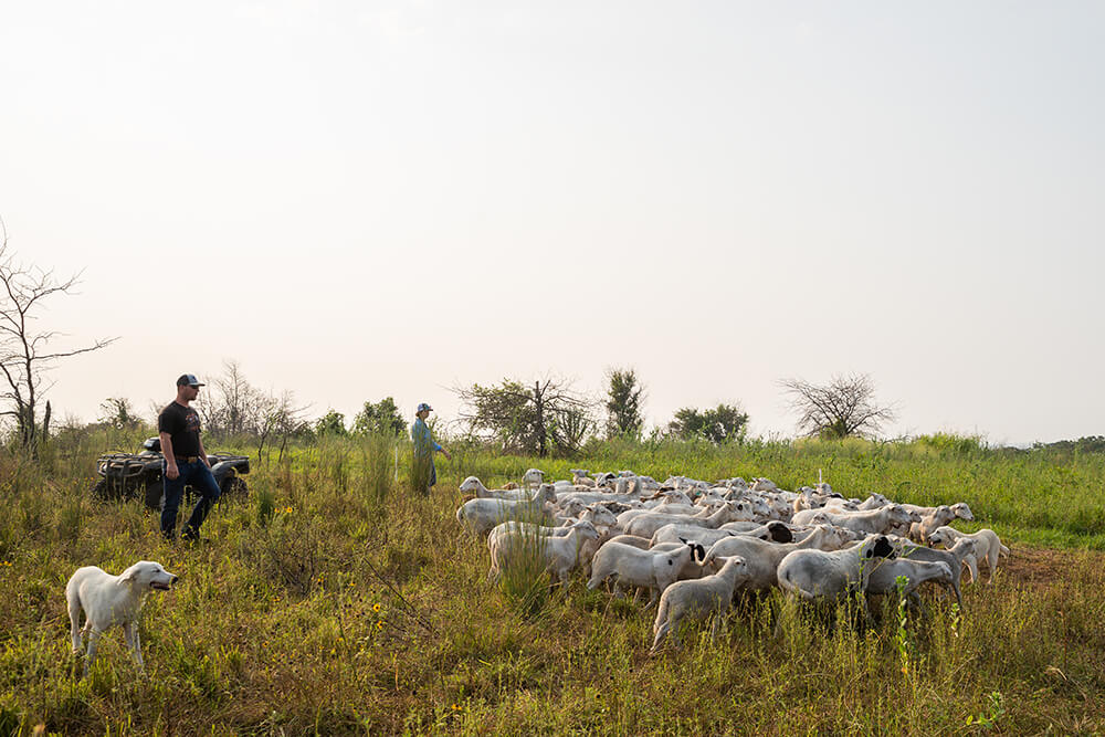 Ranchers herding sheep with dog