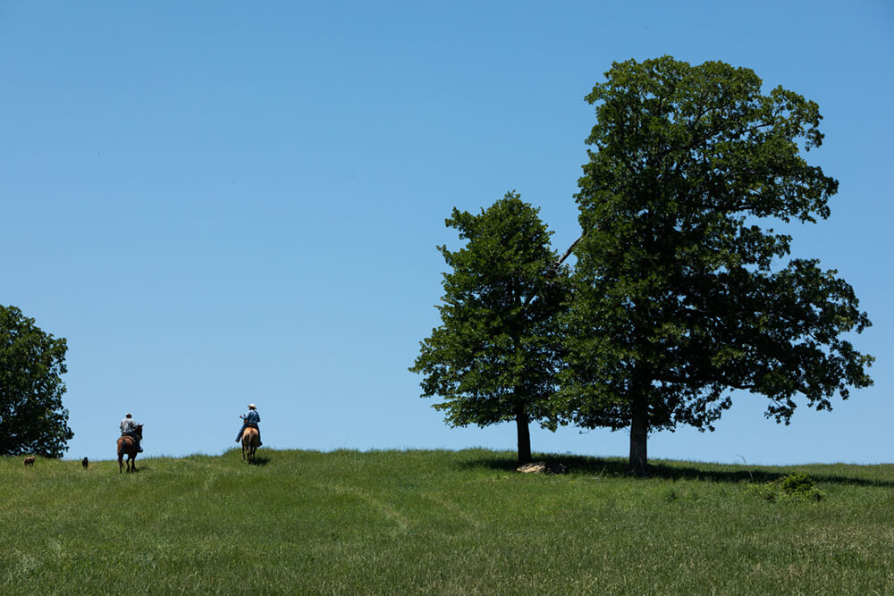 Ranchers on horseback ride over a hill next to two tall trees