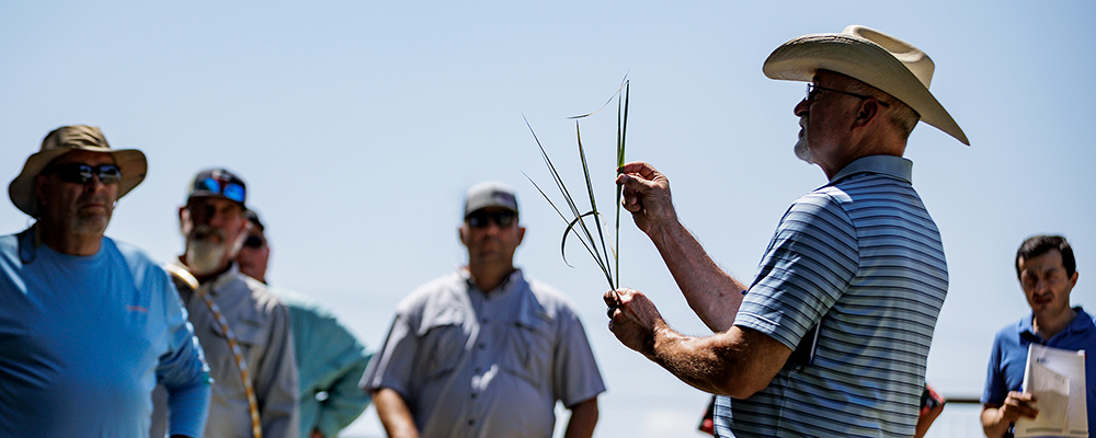 Sharpen your plant identification skills to graze with bigger goals in mind