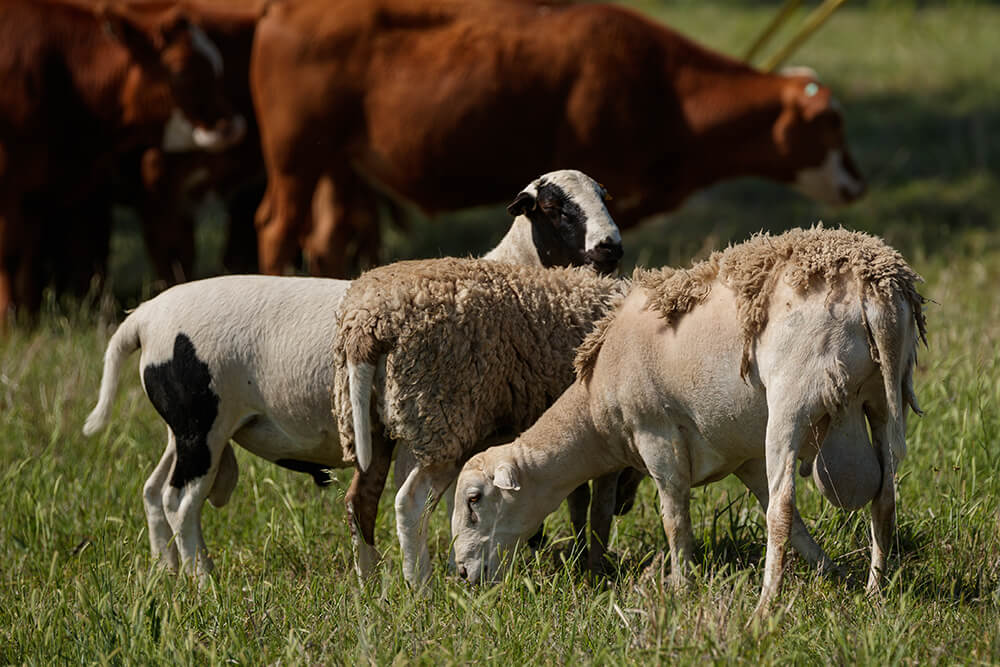 Sheep and Cattle grazing together