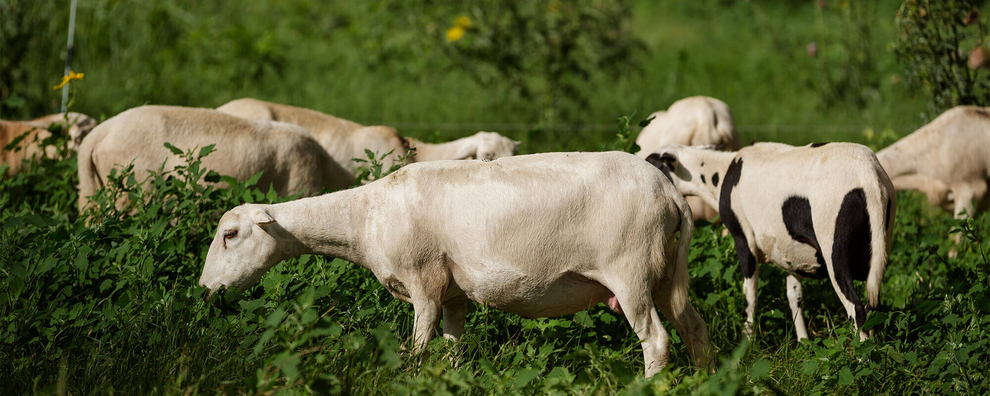 Sheep grazing regenerative growth including forbs.