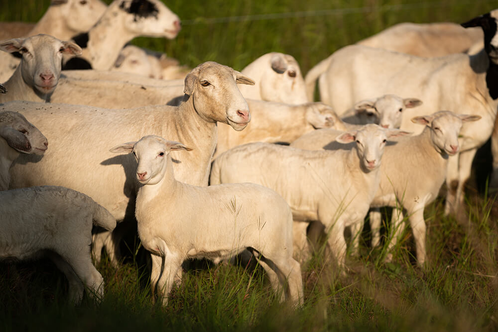 Sheep standing in pasture