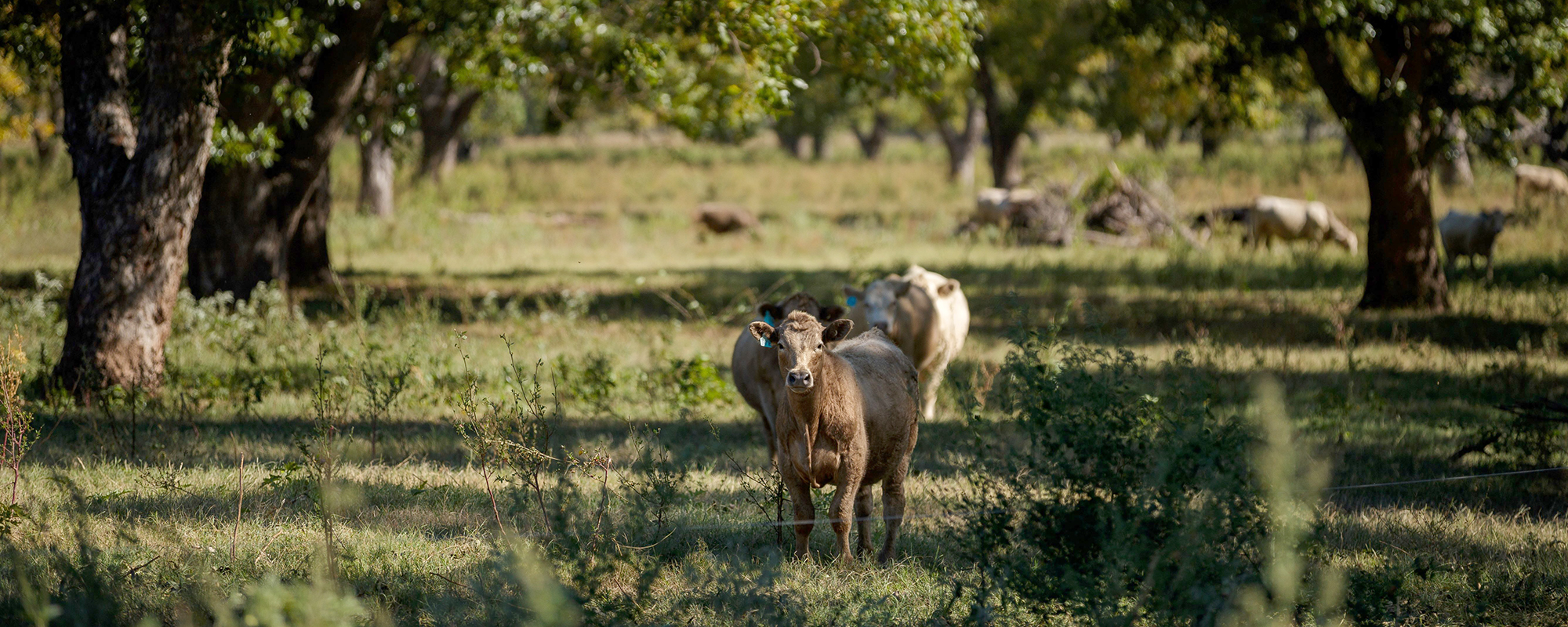 Noble Research Institute Receives 2024 Greenacres Foundation Grant to Further Regenerative Agriculture Research in Pecans