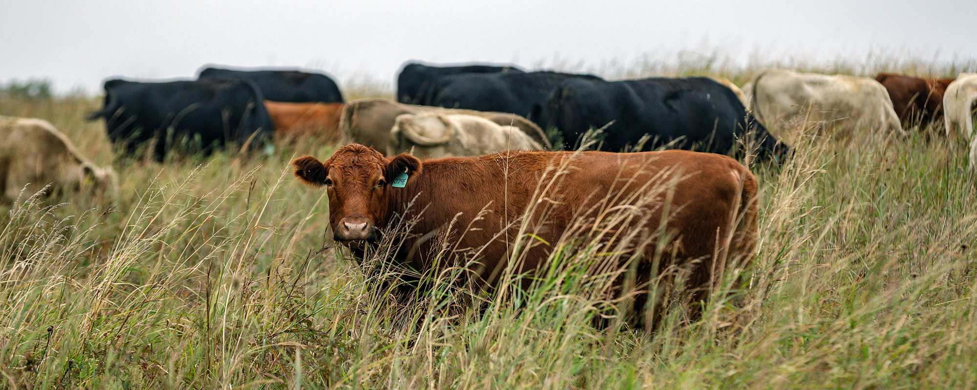 Try This Simple Stocking Rate Assessment as You Begin Regenerative Ranching