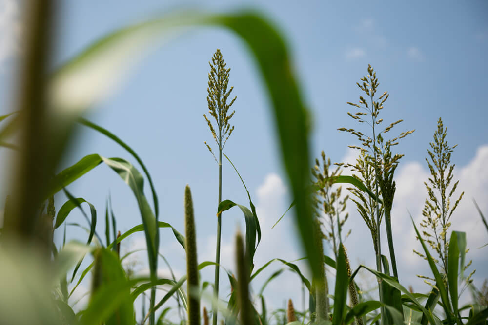 Tall cover crops standing against the blue sky