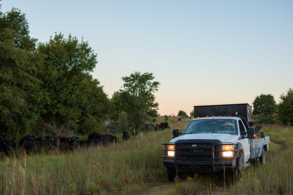 Rancher in truck looks at cows behind polywire fencing