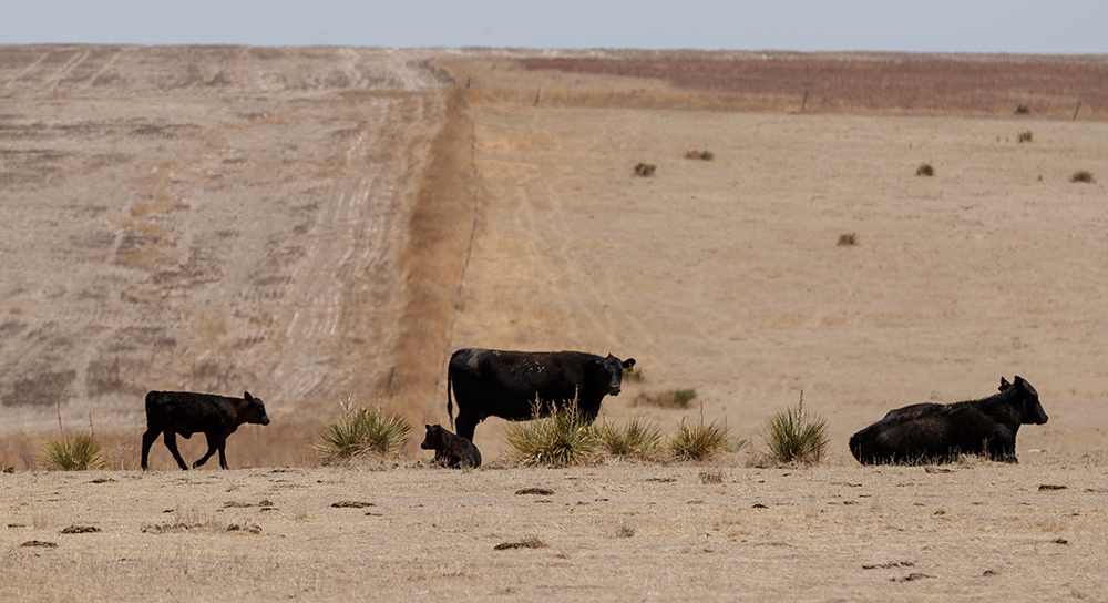 cattle gather near the water tank of barren pasture